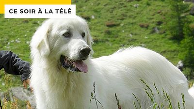image de la news Ce soir à la télé : 3 millions de spectateurs ont pleuré devant ce chien !