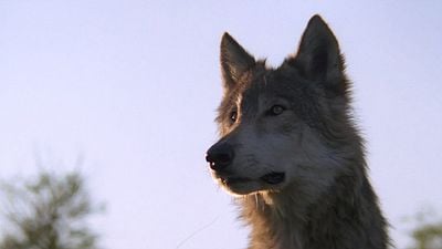 image de la news Ce soir à la télé : noté 4,3 sur 5, ce western aux 7 Oscars a marqué le renouveau d'un genre qu'on pensait disparu