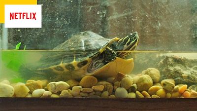 image de la news Ce film cartonne sur Netflix, et sa suite est déjà au cinéma