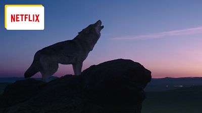 image de la news Ce soir sur Netflix : le réalisateur du Nom de la Rose filme les animaux comme personne, et chaque image de ce film le prouve