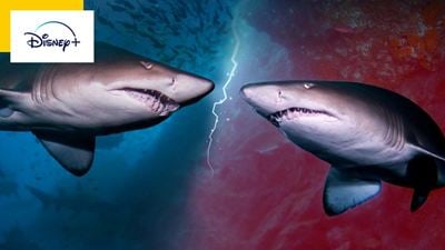 Requins cannibales : ne regardez surtout pas ce documentaire Disney+ avant d'aller vous baigner !