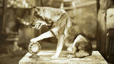 image de la news Un chien peut-il mériter un Oscar ? Il y a 97 ans, les votants pensaient que oui, mais l'Académie ne l'entendait pas ainsi ...