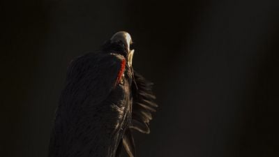 image de la news Après La Panthère des neiges, découvrez un documentaire immersif sur les forêts enchanteresses des Vosges