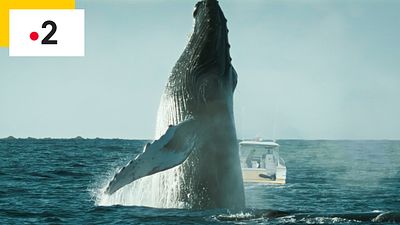 image de la news Abysses : ces incidents glaçants en Méditerranée qui font écho à la série de France 2