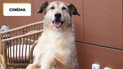 image de la news Après la journée du chien, faites une bonne action en allant au cinéma !
