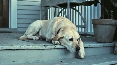 4,5/5 presse et 4,7/5 spectateurs, c'est le film parfait selon AlloCiné !