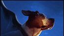 image de la news Bande-annonce : "Underdog", le chien super-héros
