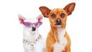 image de la news Des voix de chiens !