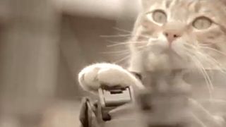 image de la news Même les chats font la guerre