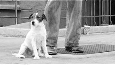 image de la news "The Artist" : le chien Uggie va publier ses mémoires !