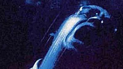 image de la news Un remake du film-culte "L'Echelle de Jacob"