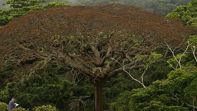 image de la news "Il était une forêt", par le réalisateur de "La Marche de l'empereur" [BANDE-ANNONCE]