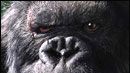 image de la news L'événement "King Kong" à Deauville !