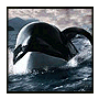 image de la news Sauvez Willy !