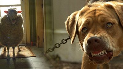 image de la news Zoo, Les Oiseaux, Les dents de la mer... Ces animaux ont une dent contre l'homme !