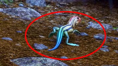 image de la news Le Voyage d'Arlo : le tout premier clin d’œil du film ?