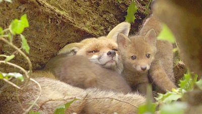 image de la news Teaser Les Saisons : le nouveau film de Jacques Perrin après Océans et Le Peuple migrateur