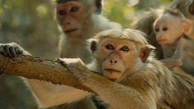 image de la news Au Royaume des Singes : "C'est un peu comme dans Downton Abbey !"