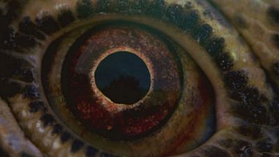 image de la news Terrence Malick : les premières images de Voyage of Time