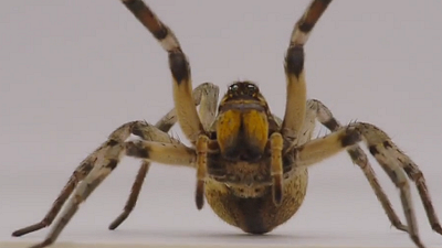 image de la news American Horror Story saison 6 : si vous n'aimez pas les araignées, ne regardez pas ce teaser !