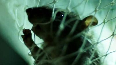 image de la news Après la malbouffe, Morgan Spurlock s'attaque aux rats dans un documentaire !