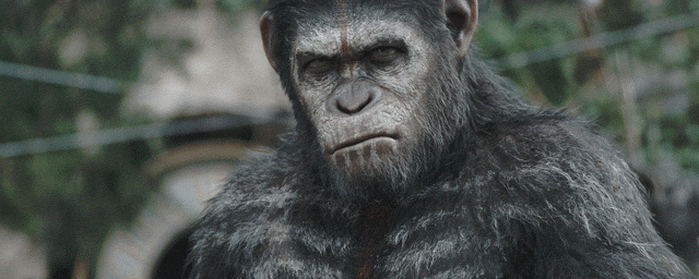 image de la news War For The Planet Of The Apes : on a vu les premières images