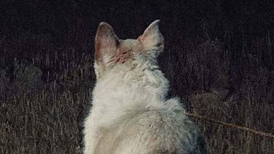 image de la news Bande-annonce It Comes At Night : une présence malveillante persécute Joel Edgerton et sa famille