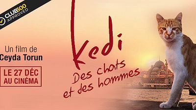 image de la news "Kedi - Des chats et des hommes" remporte le label Club 300 Approved !