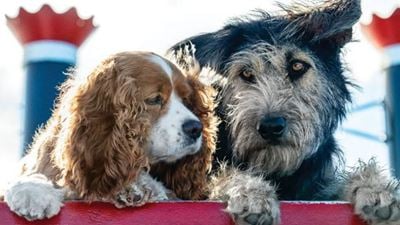 La Belle et Le Clochard : première photo du couple canin