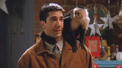 image de la news Friends : on a retrouvé le singe Marcel et il joue encore la comédie !