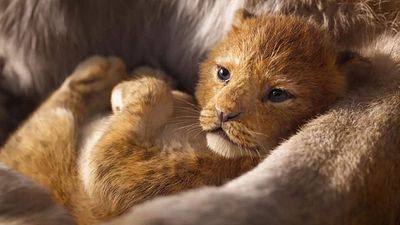 image de la news Le Roi Lion à 21h sur Canal+ : 5 bonnes raisons de (re)découvrir le Disney de 2019