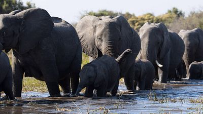 image de la news Jour de la Terre sur Disney+ : Meghan Markle et Leonardo DiCaprio mettent la planète à l’honneur