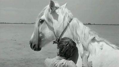 image de la news Cinéma pour les enfants : Crin-blanc, le cheval sauvage 