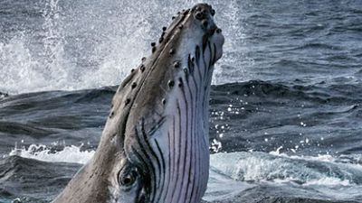 image de la news Les Secrets des Baleines sur Disney+ : "Ces animaux sont une grande partie de nous-mêmes"