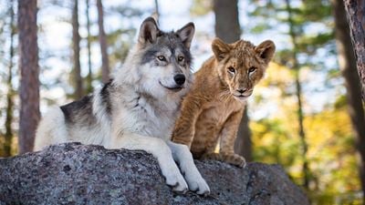 Bande-annonce Le Loup et le lion : une incroyable histoire d’amitié