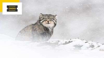 image de la news La Panthère des neiges : dans les coulisses de ce spectaculaire documentaire