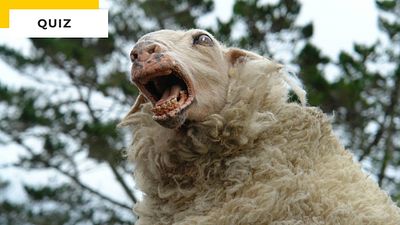 image de la news Quiz animaux tueurs au cinéma : survivrez-vous à ces 7 questions ?