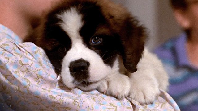 image de la news Ce soir à la télé : impossible de ne pas fondre devant ce gros chien pataud !