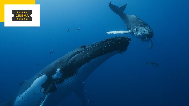 image de la news Jean Dujardin raconte les baleines : Les Gardiennes de la planète offre un voyage immersif au cinéma