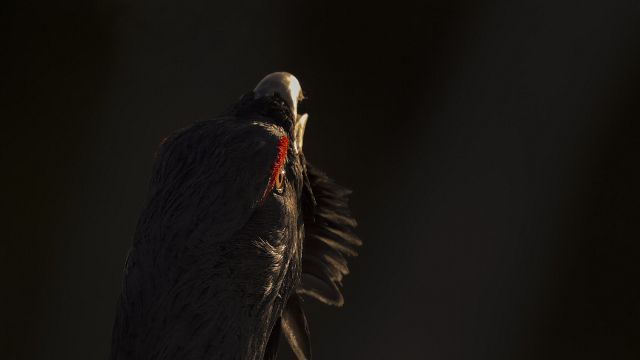image de la news Après La Panthère des neiges, découvrez un documentaire immersif sur les forêts enchanteresses des Vosges