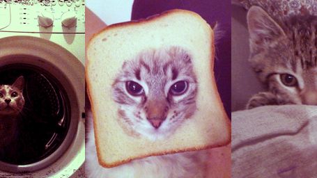 image de la news Insolite : Les vidéos de chat ont leur festival !
