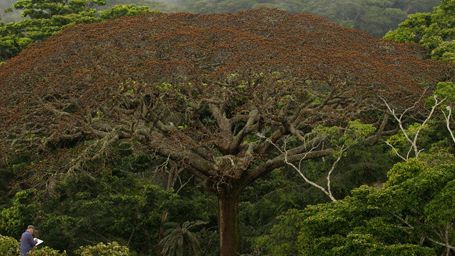 image de la news "Il était une forêt", par le réalisateur de "La Marche de l'empereur" [BANDE-ANNONCE]