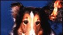 Le retour de Lassie !