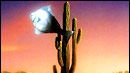 image de la news "Arizona dream" en DVD