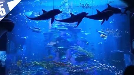 Le Top 5 des aquariums au cinéma