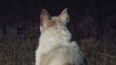 image de la news Bande-annonce It Comes At Night : une présence malveillante persécute Joel Edgerton et sa famille