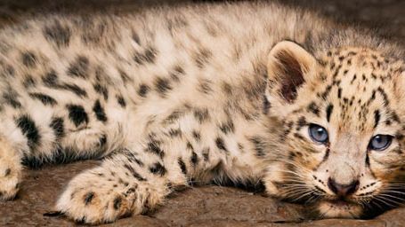 image de la news Bande-annonce Nés en Chine : Panda, Panthère des neiges et singe doré, héros du nouveau film Disneynature 