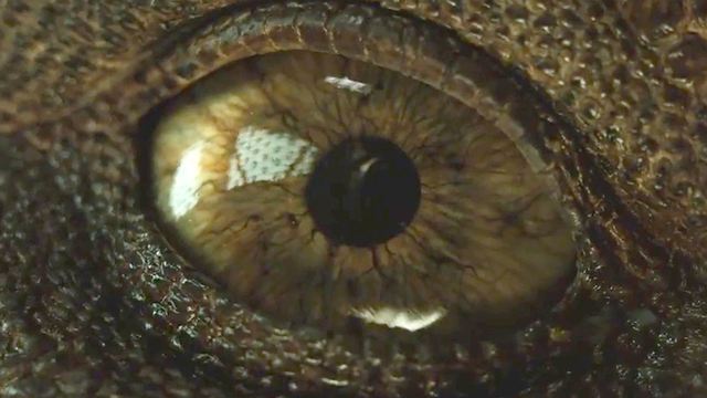 2e mini-teaser Jurassic World 2 : Chris Pratt le promet, "ça va être énorme"