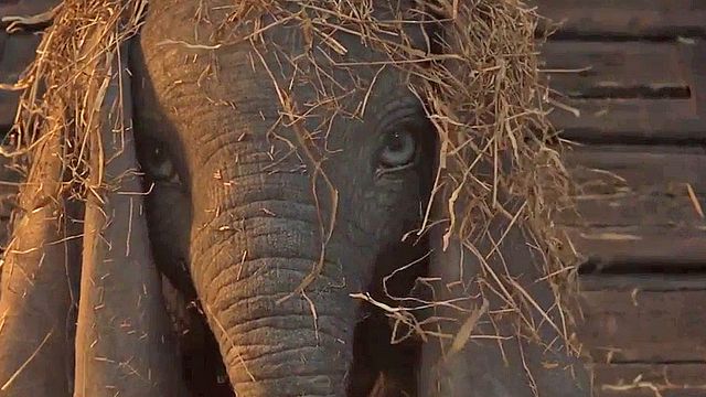 image de la news Retour en enfance avec la première bande-annonce du Dumbo de Tim Burton 