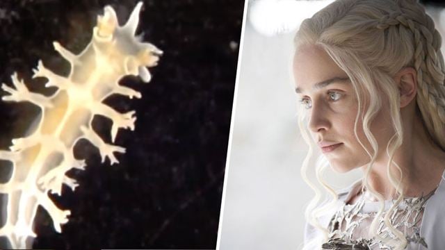 Game of Thrones : saviez-vous que Daenerys était devenue une limace de mer ?
